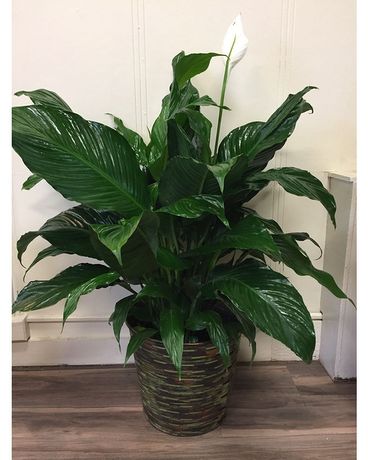Large Peace Lily Flower Arrangement