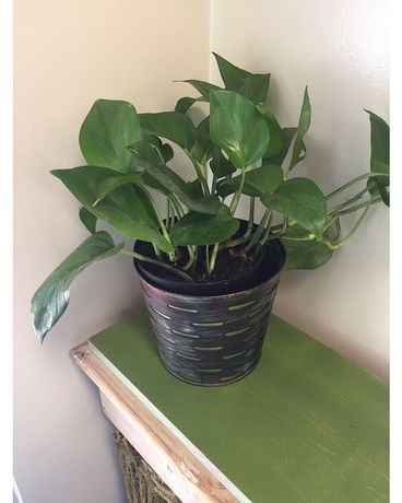 Pothos Flower Arrangement