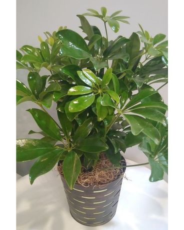 Schefflera Plant