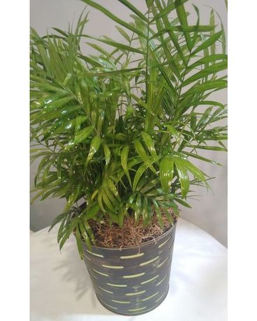 Palm - Neanthe Bella Plant