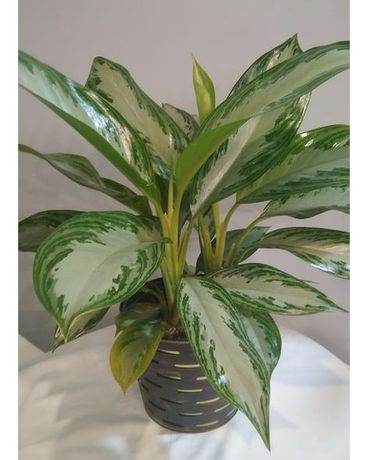 Aglemina Plant