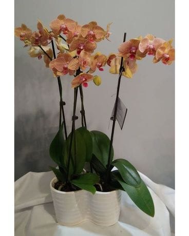 Double Orchid Plant