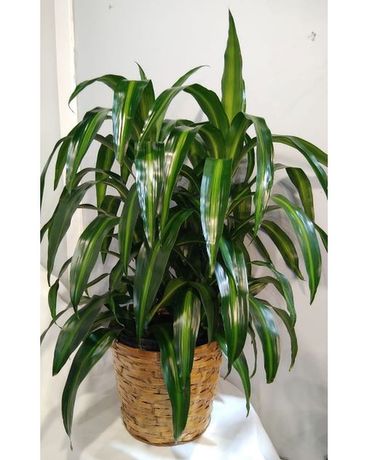 Dracina - Hawiian Sun Plant