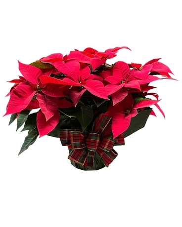 Large Poinsettia Plant