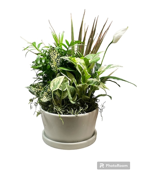 Small Plant Dish: Elevate Your Home Décor Effortlessly