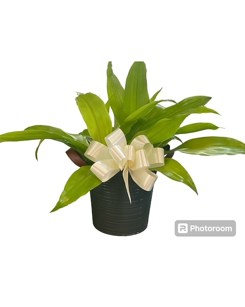 kinds of money tree Money Tree main image 0