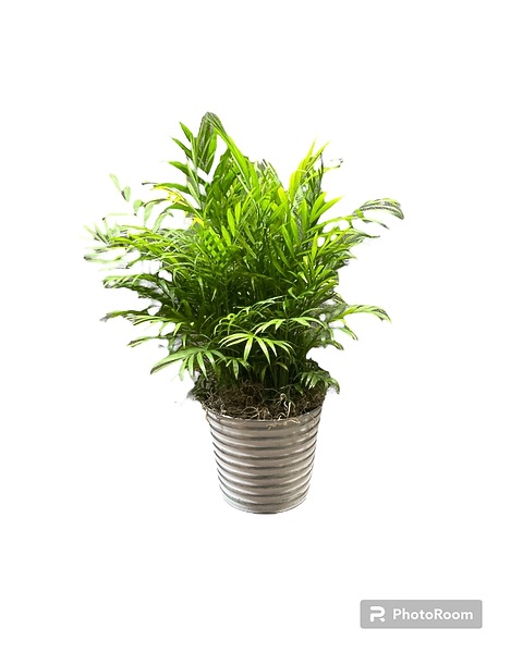 yellowing snake plant Snake Plant, Green + Yellow (Sansevieria trifasciata) – Wild Lark main image 1