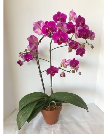 Orchid Plant