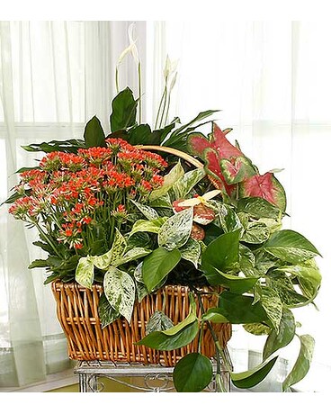 Longview Flowers - Classycloud.co