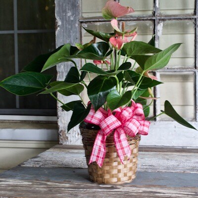 Casa Flora Anthurium Plant