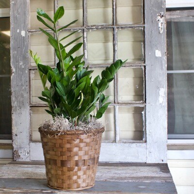 8 Inch ZZ Plant Plant