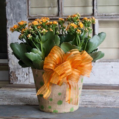 Casa Flora Kalanchoe Plant