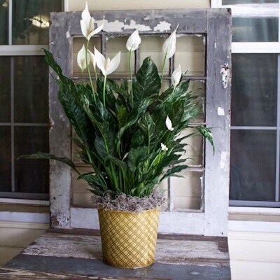 8 Inch Spathiphyllum Plant