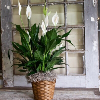6 Inch Spathiphyllum Plant
