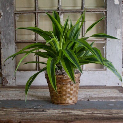 6 Inch Dracaena Plant