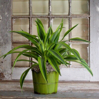 6 Inch Dracaena Plant