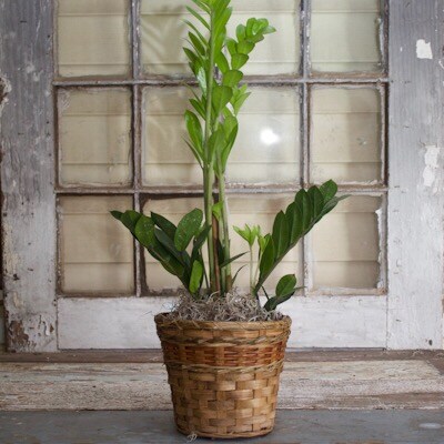 6 Inch ZZ Plant Plant