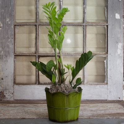 6 Inch ZZ Plant Plant