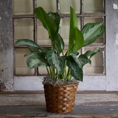 6 Inch Chinese Evergreen Plant