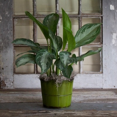 6 Inch Chinese Evergreen Plant