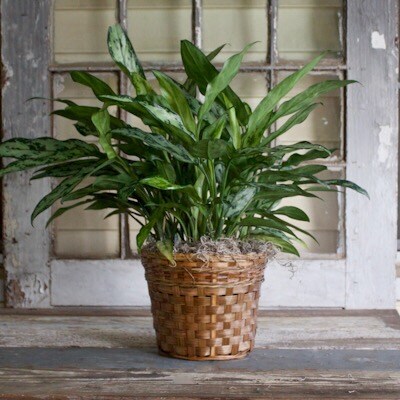 8 Inch Chinese Evergreen Gift Basket