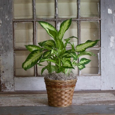 6 Inch Dieffenbachia Plant