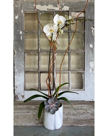 Casa’s Orchid Plant
