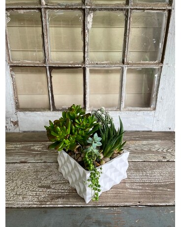 Succulent Dish Garden Plant