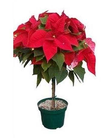 Poinsettia Tree Plant