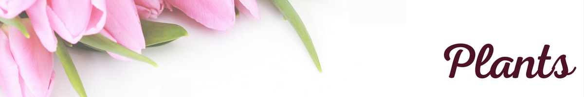 Plants