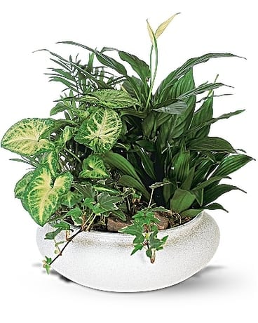 Medium Dish Garden Plant