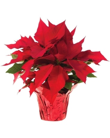 Poinsettia Plant Flower Arrangement
