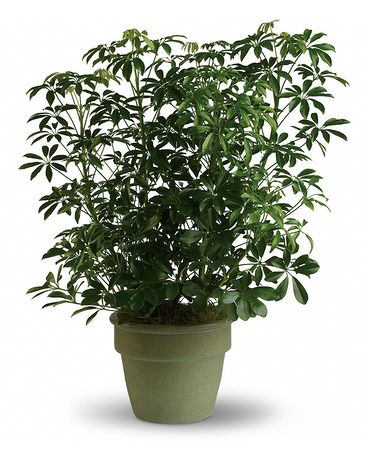 Amazing Arboricola Plant