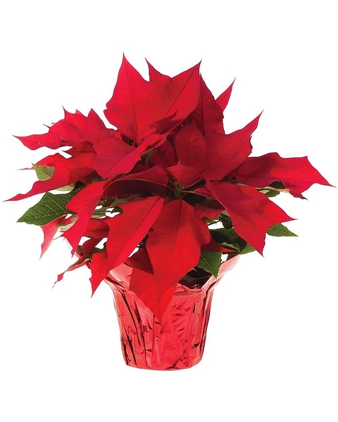 Poinsettia Plant in Cypress TX - Blooms From The Heart LLC
