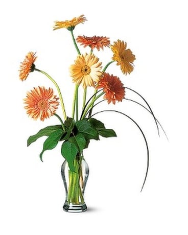 Grand Gerberas Flower Arrangement