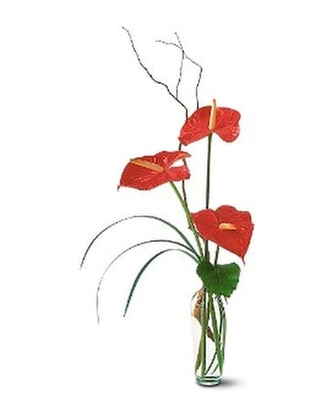 The Simplicity of Anthuriums Flower Arrangement