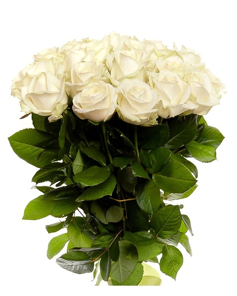 Roses- Long Stem White in Rockledge FL - Carousel Florist