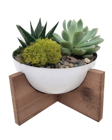 5” Cove Succulent Garden with Stand Dish Garden Plant