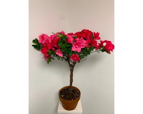 Lovely Azalea Flower Arrangement