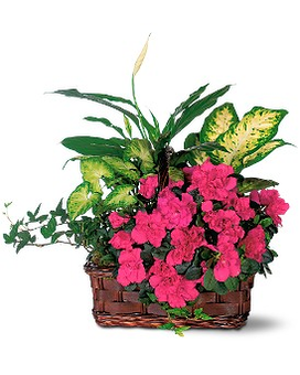 Azalea Attraction Garden Basket Flower Arrangement