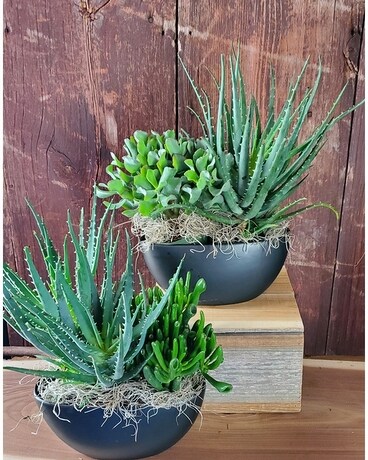 Succulent Planter Plant