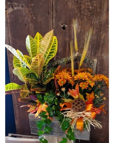 Box Of Autumn Euro Garden Plant