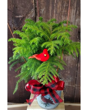 Cardinal Norfolk Pine Planter Plant