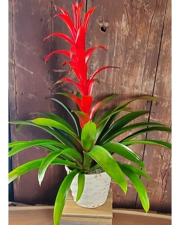 Tropical Bromeliad Plant Plant