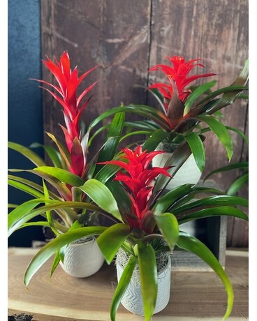 Desk Top Bromeliad Planter Plant