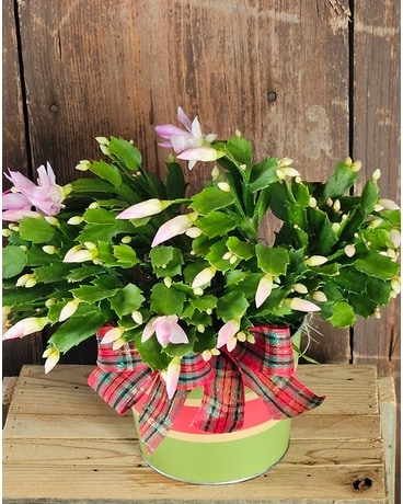 Christmas Cactus Plant