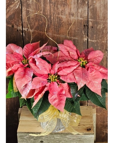 Pink Shimmer Poinsettia Plant