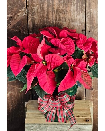 Standard Red Poinsettia Plant