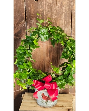 Hoop Ivy with Cardinal Plant