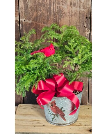 Nolfolk Pine Cardinal Planter Plant